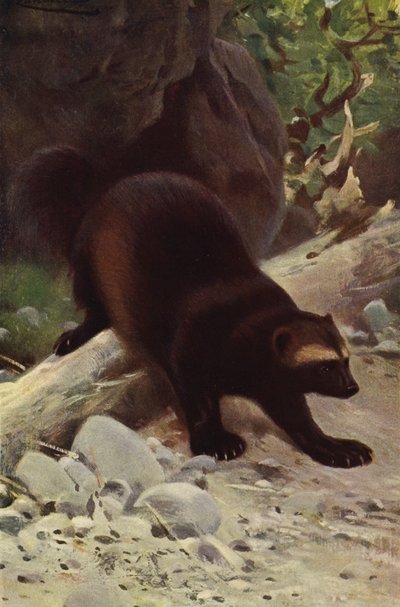 Glutão ou Wolverine de after Wilhelm Kuhnert