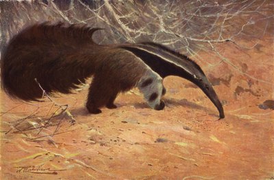 Great Ant-Eater de after Wilhelm Kuhnert