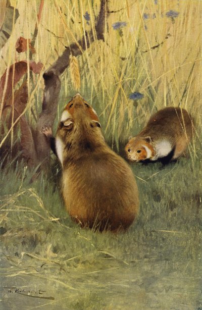 Hamster de after Wilhelm Kuhnert