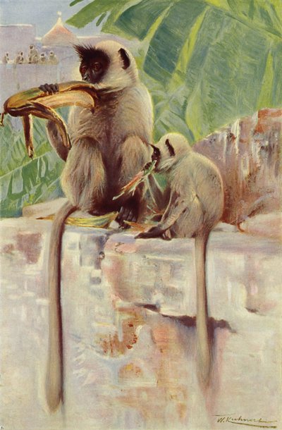 Macaco Hanuman de after Wilhelm Kuhnert