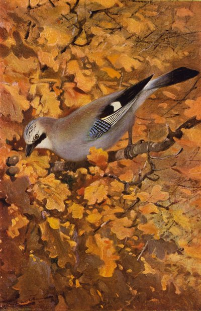 Jay de after Wilhelm Kuhnert