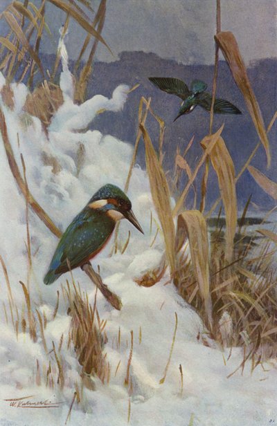 Martim-pescador de after Wilhelm Kuhnert