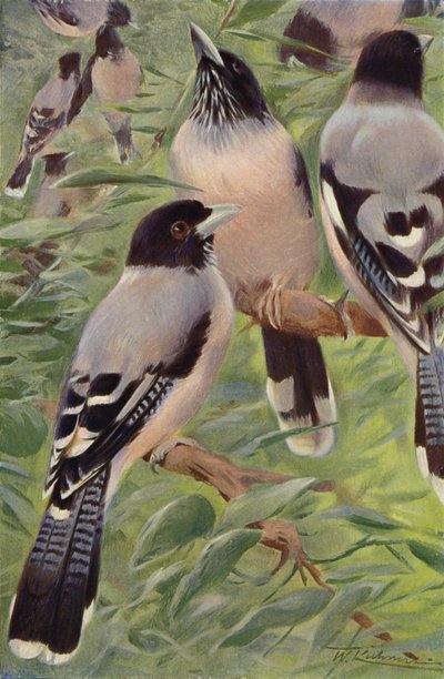Jay Lanceolated de after Wilhelm Kuhnert