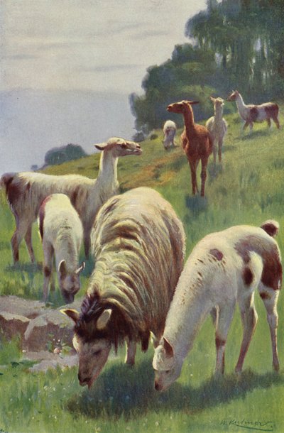 Lama de after Wilhelm Kuhnert