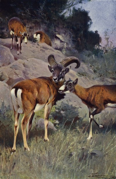 Mouflon de after Wilhelm Kuhnert