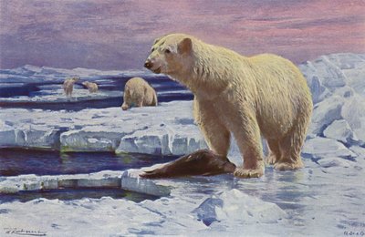 Urso polar de after Wilhelm Kuhnert