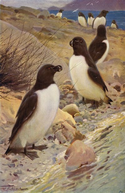 Razorbill de after Wilhelm Kuhnert