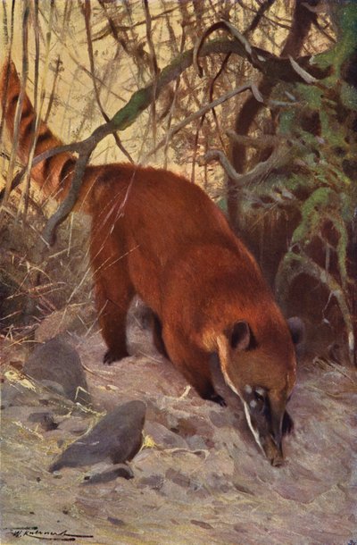 Red Coati de after Wilhelm Kuhnert