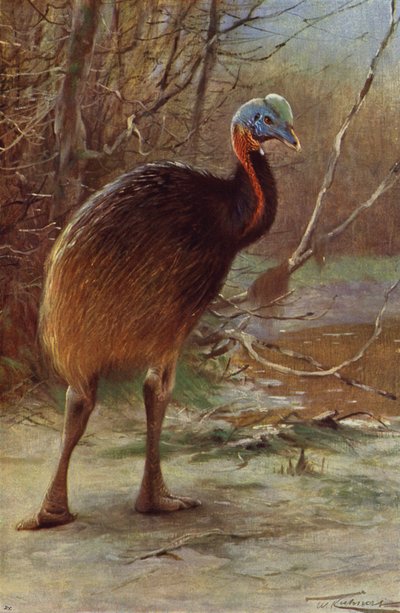 Cassowary Single-Wattled de after Wilhelm Kuhnert