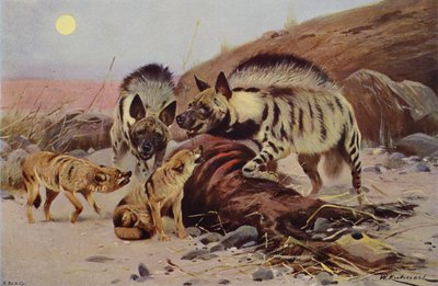 Hyaena e Jackal Listrados de after Wilhelm Kuhnert