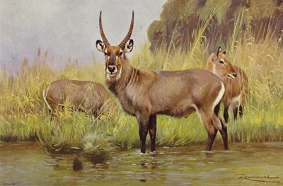 Waterbuck de after Wilhelm Kuhnert