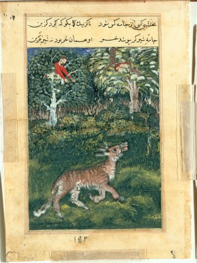 O burro, em pele de tigre, revela sua identidade zurrando em voz alta, de um Tuti-nama (Contos de um Papagaio): Trigésima Primeira Noite de attributed to Basavana