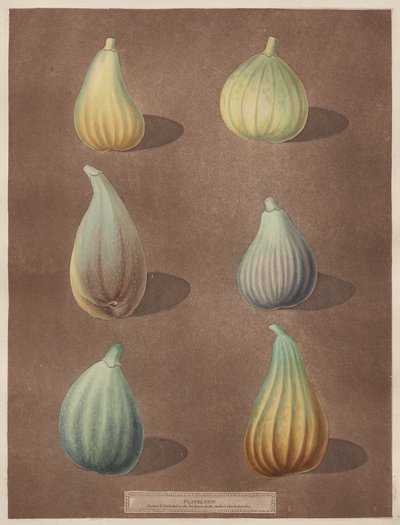 Pomona Britannica: N.º 74 - Figos de attributed to Richard Brookshaw