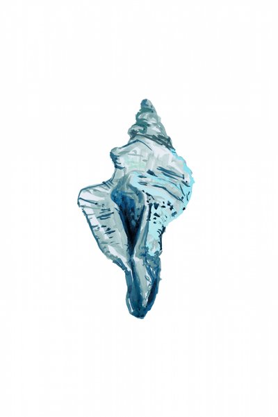 Concha azul de cartissi