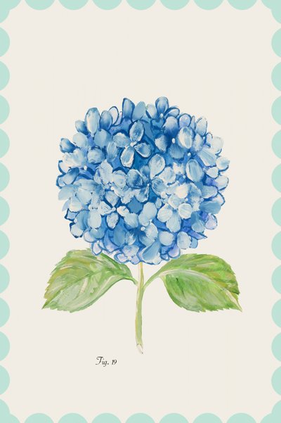 Ilustração de uma hortênsia azul de cartissi