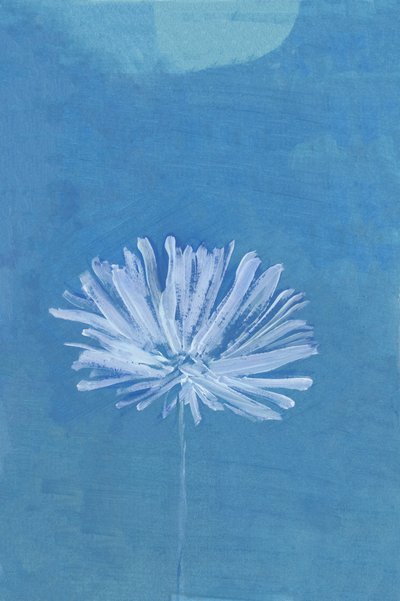 Flor da Lua Azul de cartissi