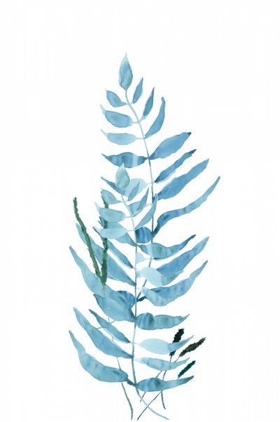 Feto em aquarela azul de cartissi