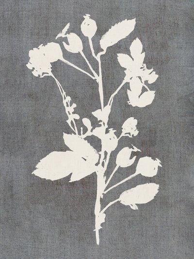 Silhueta botânica de rosa de cartissi