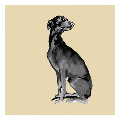 Elegante cão preto de cartissi
