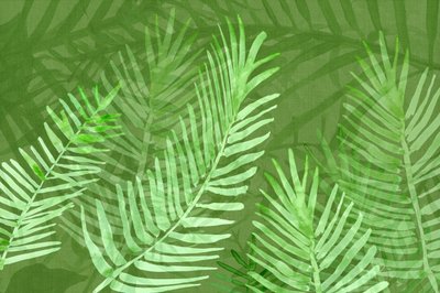 Folhas de palmeira tropical exuberantes de cartissi