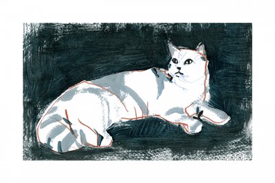 Gato Branco Mentiroso de cartissi