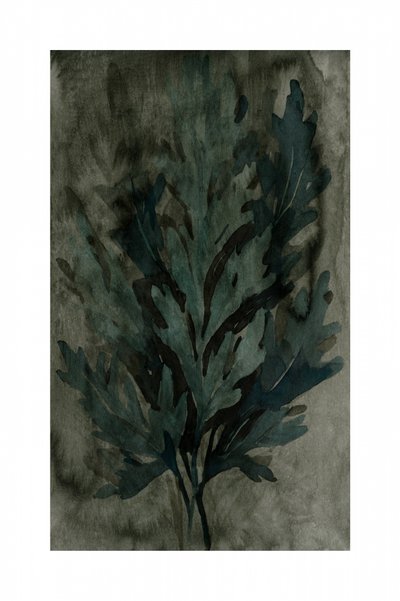 Folhas Botânicas Moody de cartissi