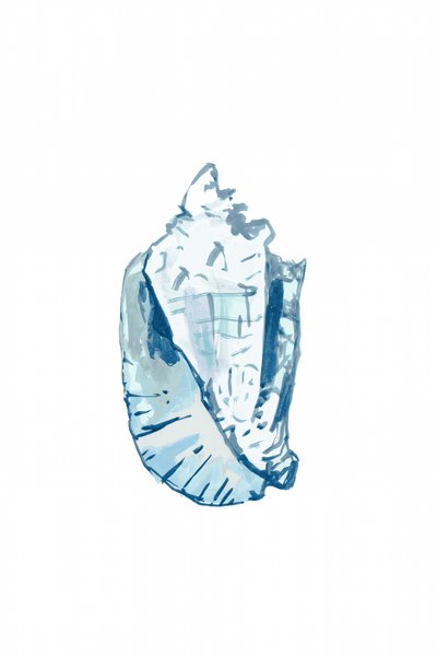 Concha Azul-Oceano de cartissi