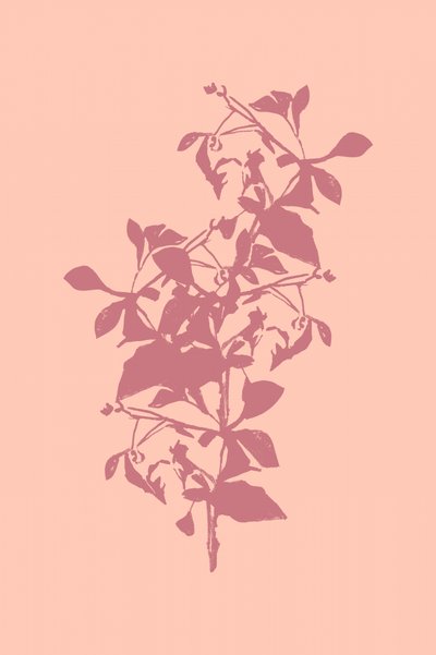 Silhueta botânica rosa de cartissi