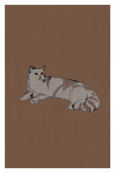 Gato cinzento descontraído de cartissi