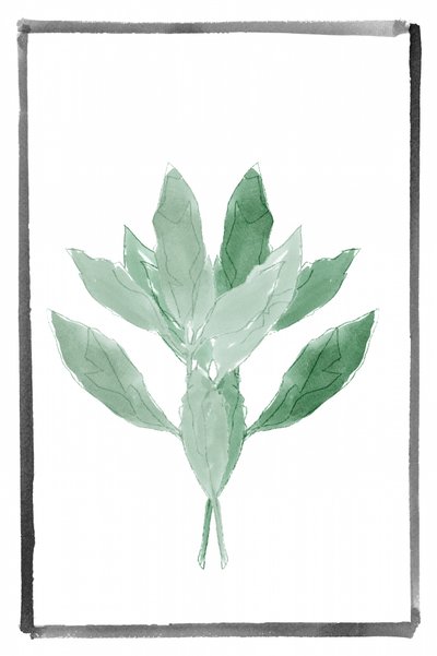 Verde Suave Botânico de cartissi