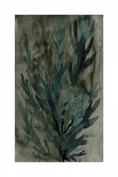 Vegetação subaquática de cartissi