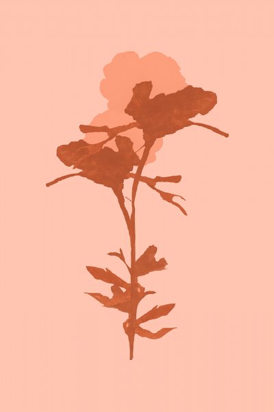 Flores botânicas aconchegantes de cartissi