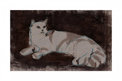 Gato branco a descansar de cartissi