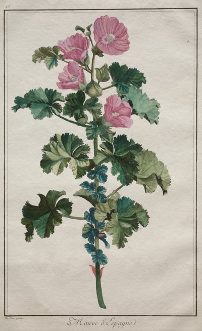 Coleção de vinte e quatro plantas e flores: Mallow de de Seve