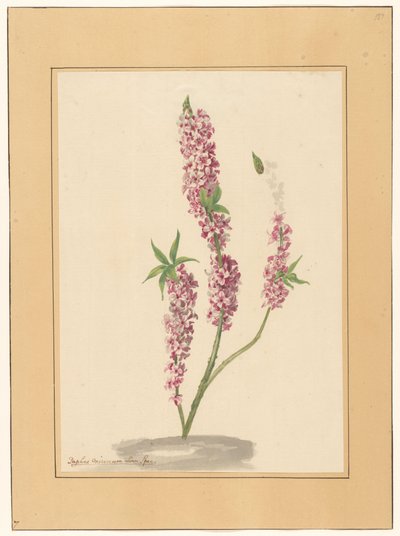 Pimenteiro vermelho no chão de familie Van der Vinne (attributed to)