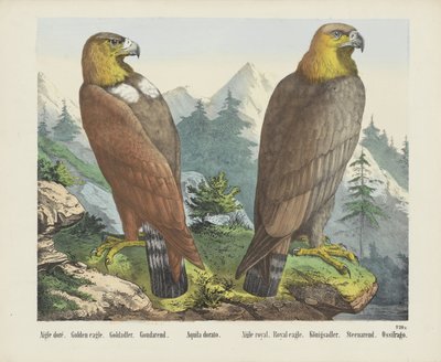 Águia dourada / Goldadler / Goudarend / Aquila dorato / Águia real / Königsadler / Steenarend / Ossifrago (título sobre o objecto) de firma Joseph Scholz