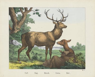 Cerf. / Stag. / Hirsch. / Cervo. / Veado (título sobre o objecto) de firma Joseph Scholz