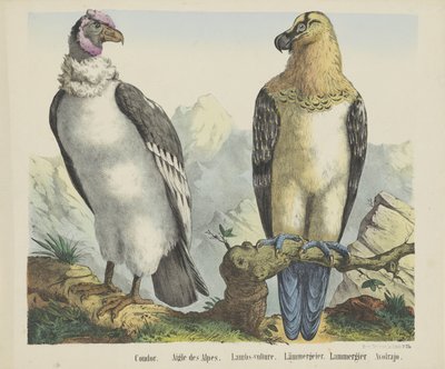 Condor / Alpine Eagle / Lambs-vulture / Lämmergeier / Lammergier / Avolrajo (título sobre o objecto) de firma Joseph Scholz