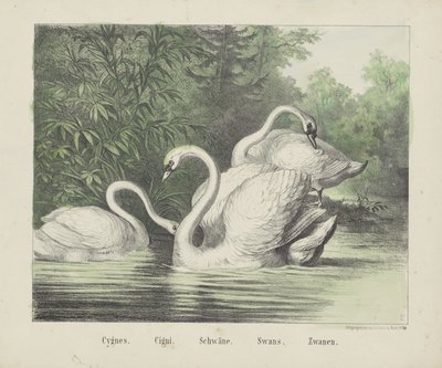Cisnes. / cigarros. / Cisnes. / Cisnes. / Zwanen (título no objeto) de firma Joseph Scholz