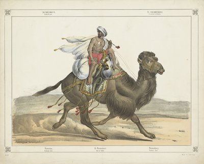 Dromedarus, / Arabisch post (título no objeto) de firma Joseph Scholz