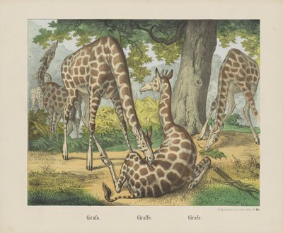 Girafa. / Girafa. / Girafe (título no objeto) de firma Joseph Scholz