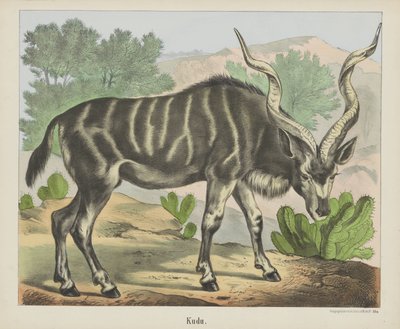 Kudu (título no objeto) de firma Joseph Scholz