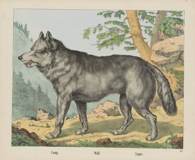 Loup. / Lobo. / Lupo (título no objeto) de firma Joseph Scholz