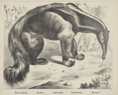 Nossa à antmis. / Urso-formiga. / Urso formiga. / Formicoleona. / Comedor de mar (título no objeto) de firma Joseph Scholz