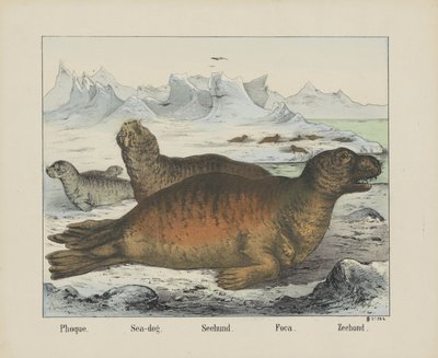 Phoque. / Cão-marinho. / Seehund. / Foca. / Zeehond (título sobre o objecto) de firma Joseph Scholz