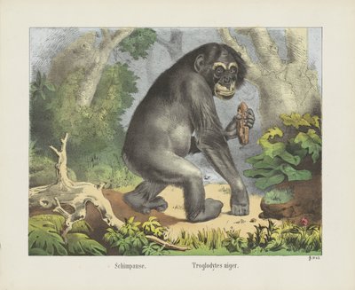 Schimpanse. / Troglodytes niger (título no objeto) de firma Joseph Scholz