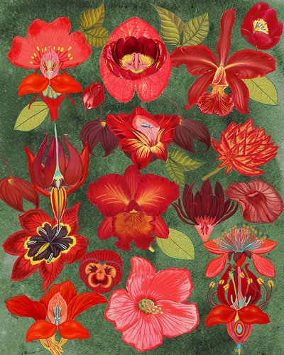  de giovanna nicolo