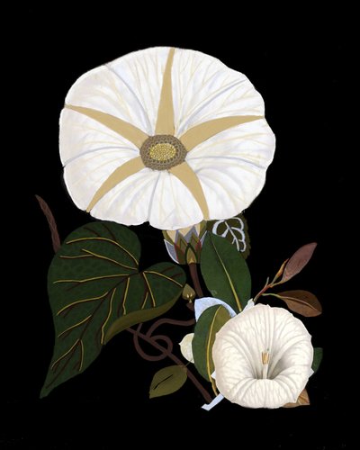  de giovanna nicolo