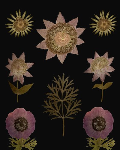  de giovanna nicolo