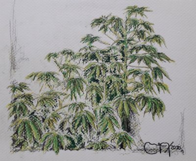 PLANTA YUCA de miguelmendez_art.ve